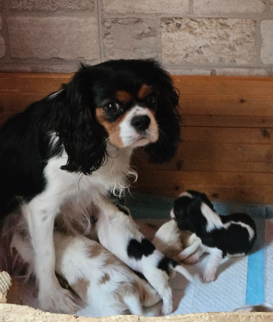 DES BEBES SONT EN ROUTE