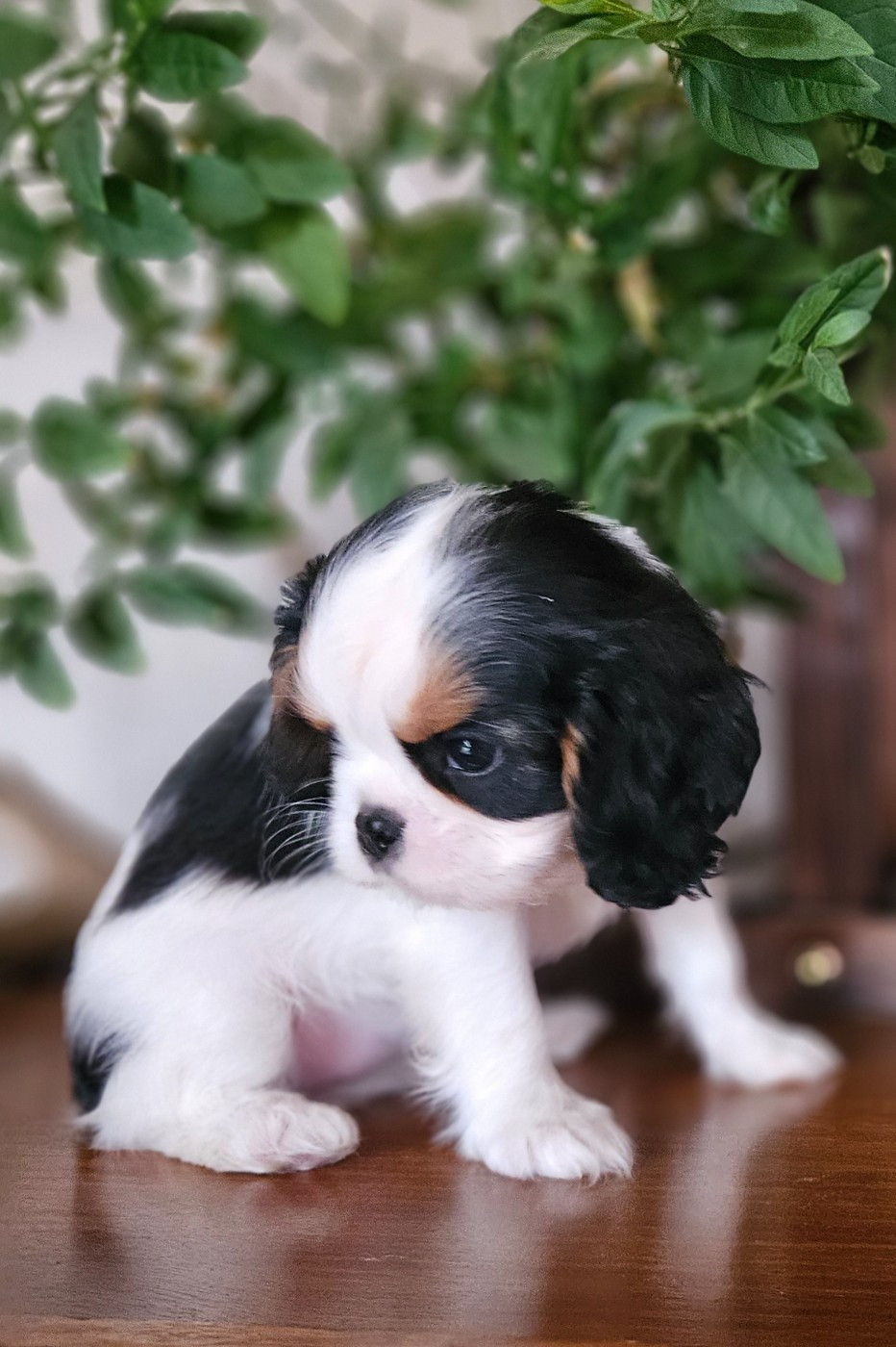 Des Merveilles En Margeride - Chiots disponibles - Cavalier King Charles Spaniel