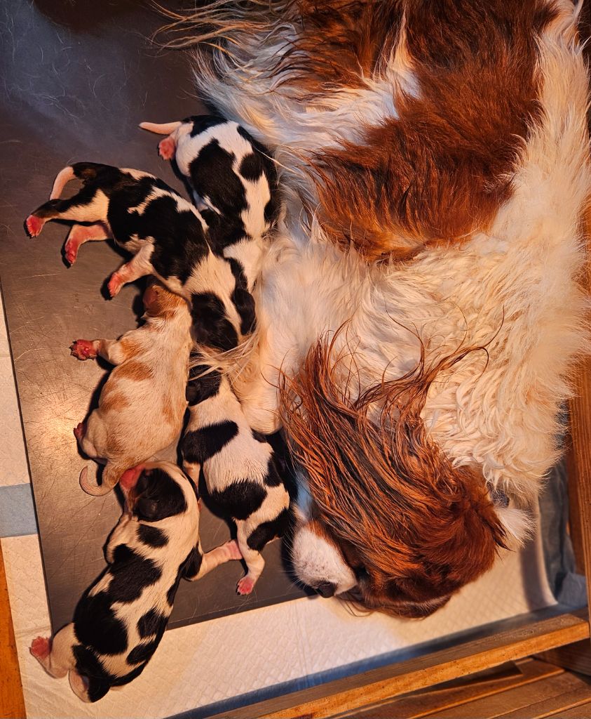 Des Merveilles En Margeride - Chiots disponibles - Cavalier King Charles Spaniel