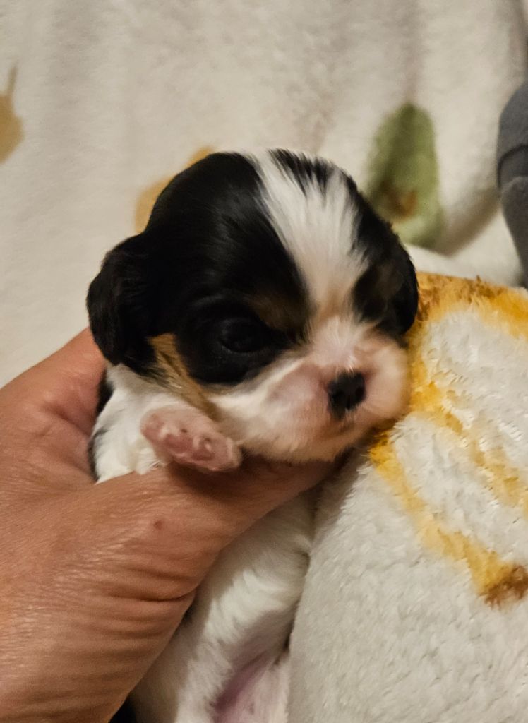 Des Merveilles En Margeride - Chiots disponibles - Cavalier King Charles Spaniel
