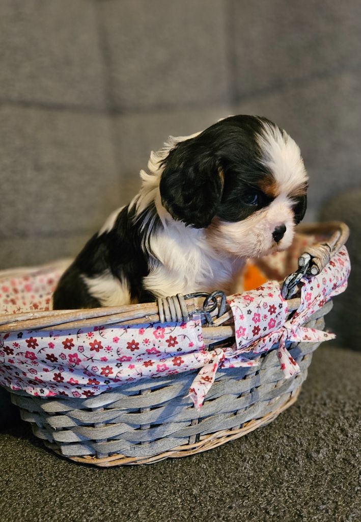 Des Merveilles En Margeride - Chiots disponibles - Cavalier King Charles Spaniel