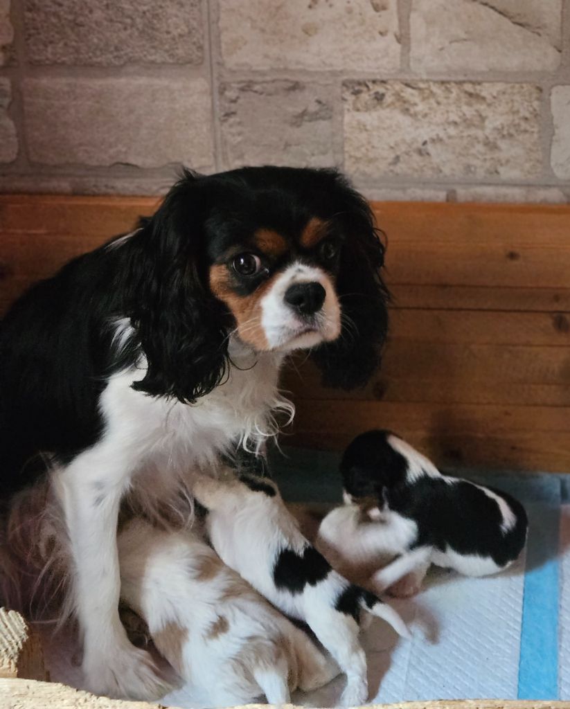 Chiot Cavalier King Charles Spaniel Des Merveilles En Margeride