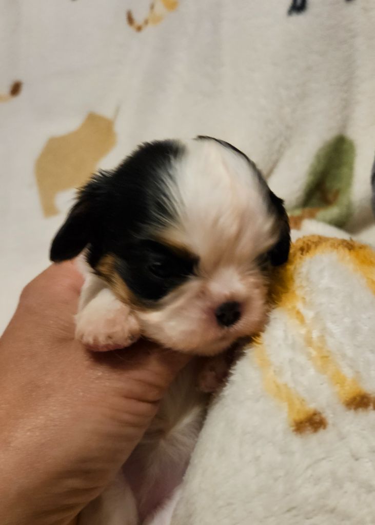 Des Merveilles En Margeride - Chiots disponibles - Cavalier King Charles Spaniel