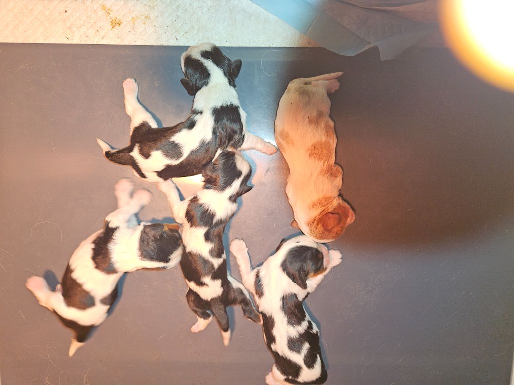 Des Merveilles En Margeride - Chiots disponibles - Cavalier King Charles Spaniel