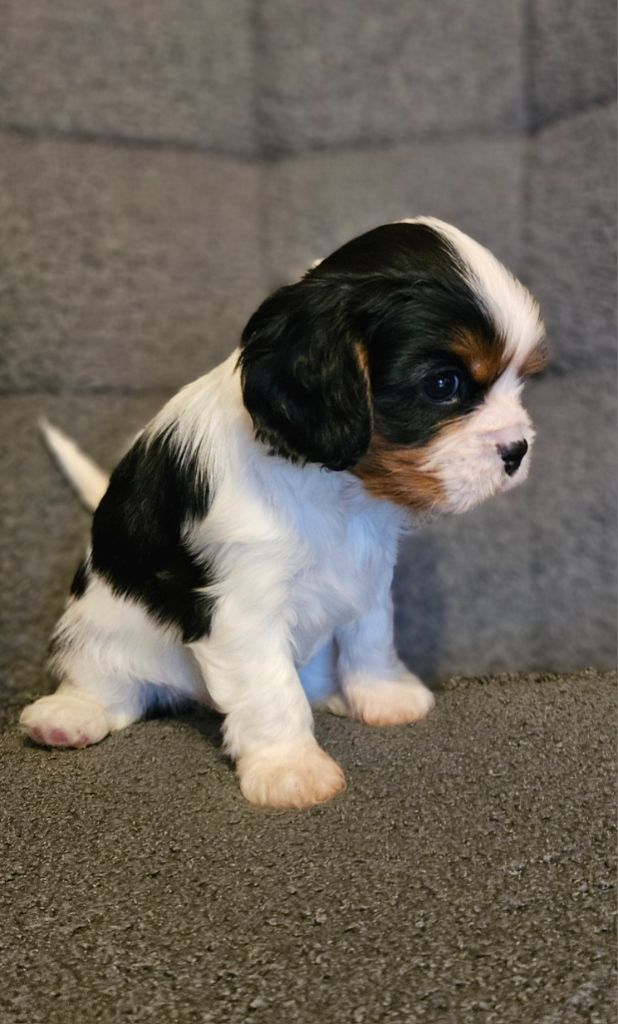 CHIOT 2
