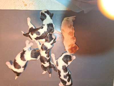 CHIOT 2