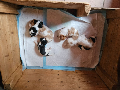 CHIOT