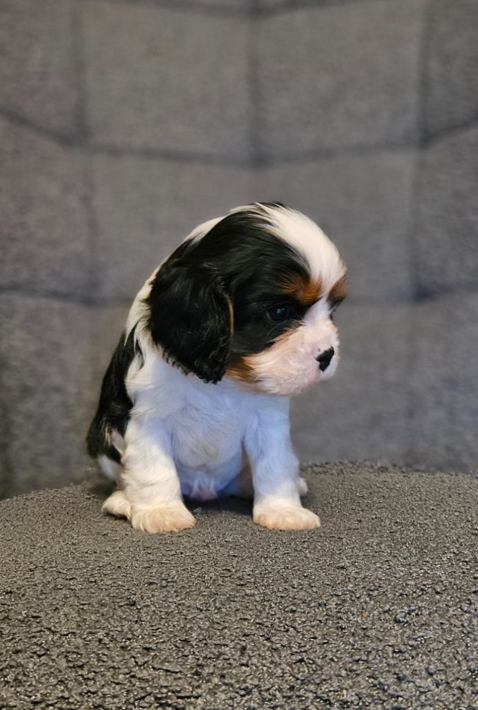 Des Merveilles En Margeride - Chiots disponibles - Cavalier King Charles Spaniel