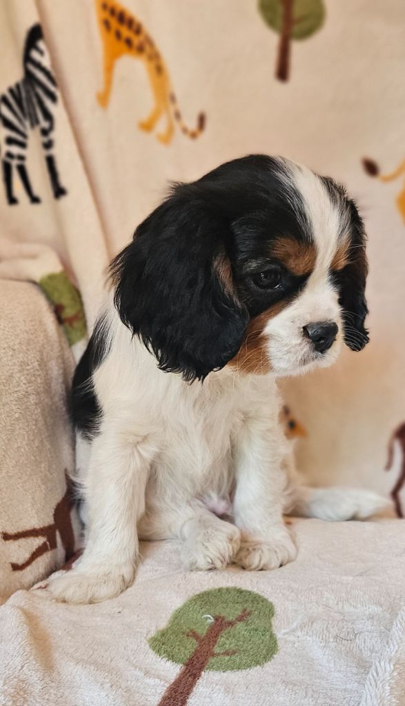 Des Merveilles En Margeride - Chiots disponibles - Cavalier King Charles Spaniel