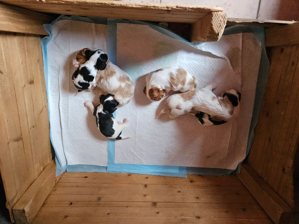 Des Merveilles En Margeride - Chiots disponibles - Cavalier King Charles Spaniel